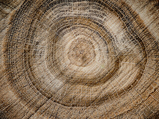 Wooden background. A radial, circular cut of a tree. Natural abstract background. Macro texture of the tree.
