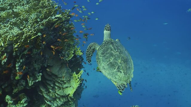 Slow motion, Sea Turtle fly up along the coral reef in the blue water on suny day, Back view. Hawksbill Sea Turtle or Bissa (Eretmochelys imbricata) swims above coral reef 