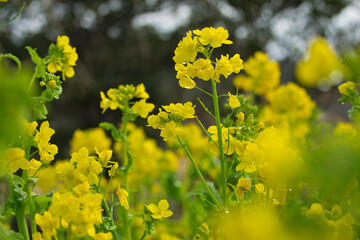 菜の花