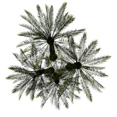 Obraz premium tropical plant and tree isolated top view