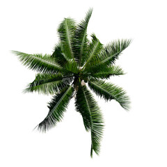 tropical plant and tree isolated top view