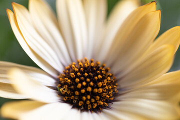 Flores en primavera, detalle de sus pétalos.