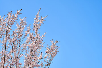Cherry blossoms bloom in the park in spring