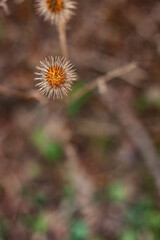 yellow flower in the grass