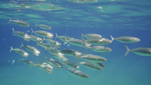 Slow motion, school of mackerel fish feeding under surface of blue water. Striped mackerel or Indian mackerel (Rastrelliger kanagurta) shoal swimming with open mouths, filtering for zooplankton