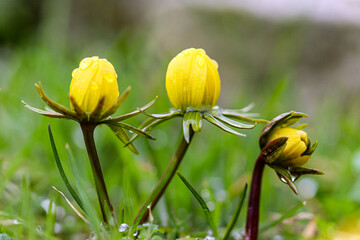 Flowers and raindrops