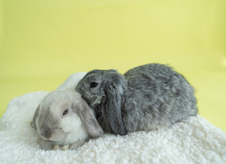Two holland lop bunnies sitting next to each other on a soft blanket while cuddling  

