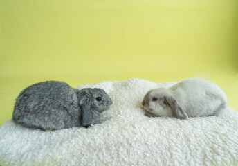 Two holland lop bunnies sitting on a soft cozy blanket facing each other
