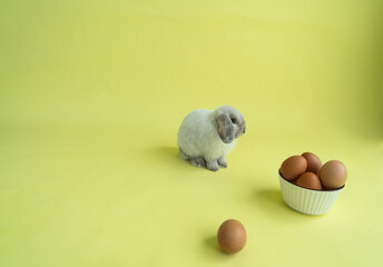 White holland lop bunny sitting in front of brown eggs
