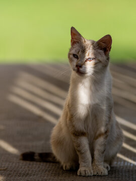 rayon de soleil sur un chat sauvage