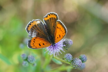 Butterfly Large copper female sits on a blossoming thistle. Lycaena dispar