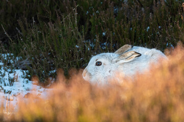 Mountain hare (Lepus timidus), Perthshire, Scotland