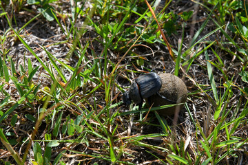 Dung beetle at Isimangaliso wetland park in South Africa