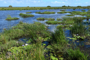 Obraz na płótnie Canvas Landscape of Isimangaliso wetland park on South Africa