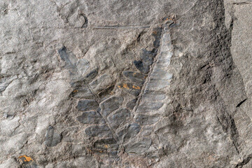 Fossil leaves of ferns petrified and highlighted on the surface of a rock