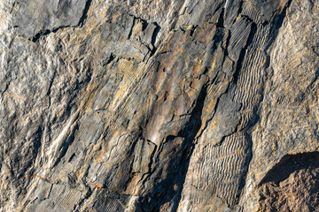 Fossil plant trunks highlighted on the surface of a rock