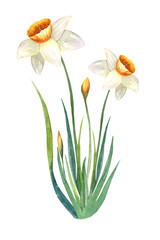 Fototapeta premium Watercolor hand drawn botanical composition with white flowers - jonquil, daffodil and narcissus