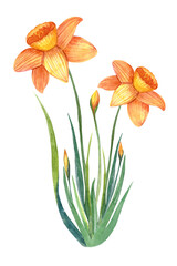 Watercolor hand drawn botany composition with yellow flowers - jonquil, daffodil and narcissus