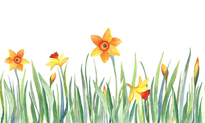 Fototapeta na wymiar Watercolor seamless hand drawn botanical pattern with green grass and white and yellow flowers - jonquil, daffodil and narcissus