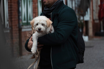 Adorable little white dog with tan ears in his owner's arms, while he is talking. Street photograph.