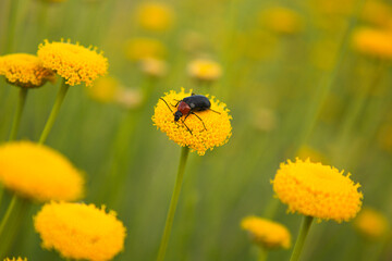 Beetle on a yellow flower.