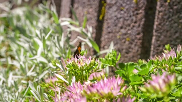 Filmmaterial Makro detail Nahaufnahme eines Schmetterling saugt trinkt Nektar auf Blumen Blüten  im Sonnenlicht auf einer Wiese im Garten in der Natur, Deutschland
