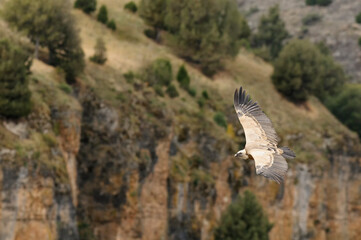 Eurasian griffon vulture (Gyps fulvus)