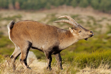 Iberian ibex (Capra pyrenaica)