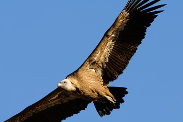 Eurasian griffon vulture (Gyps fulvus)