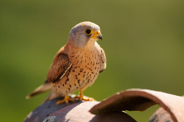 Lesser kestrel (Falco naumanni)