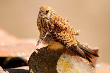 Lesser kestrel (Falco naumanni)