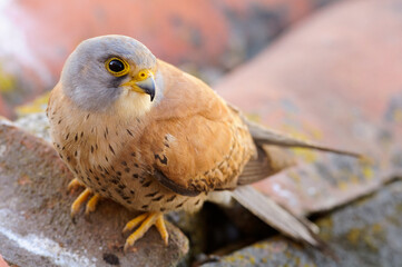 Lesser kestrel (Falco naumanni)