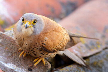 Lesser kestrel (Falco naumanni)