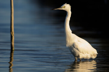 Little egret (Egretta garzetta)