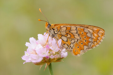 Butterfly on flower