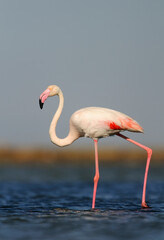 Greater flamingo (Phoenicopterus roseus)