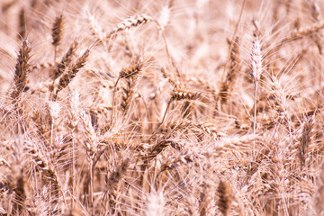 Fototapeta premium Mature Wheat Field under the Afternoon Sun