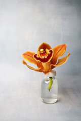 orange orchid covered with water droplets in a recipient isolated on grey background
