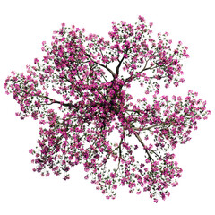 Fototapeta premium tree top view isolated on white png