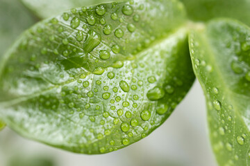 Close up a branch of a houseplant with dew water drops on a light white background. Houseplant care. Plant care concept.