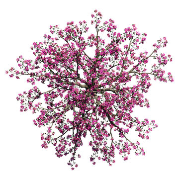tree top view isolated on white png