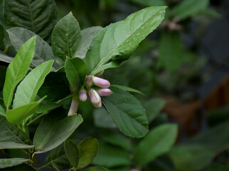 Lemon tree with Lemon Buds