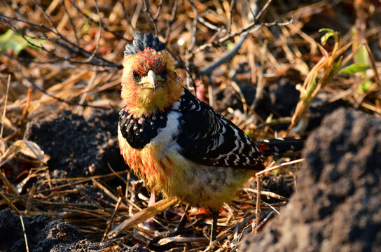 A close up of a crested barbet