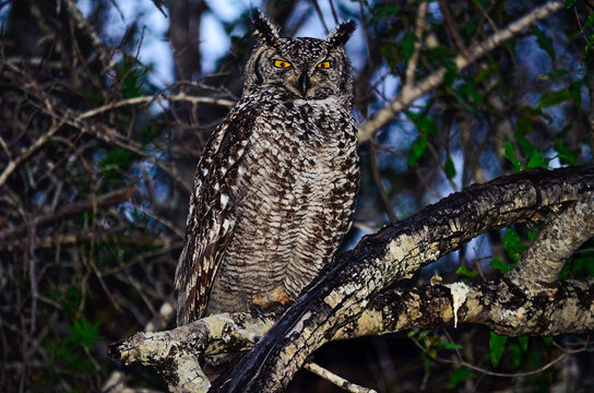 A close up of a spotted eagle-owl perched on branch