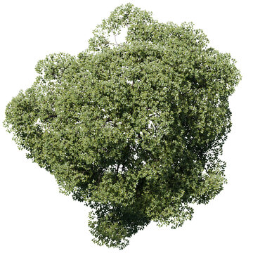 tree top view isolated on white png