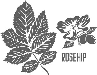 Rosehip flower with fruits vector silhouette. Rozae Fructus medicinal herbal outline. Brier fruits silhouette for pharmaceuticals and coocking. Set of outline Dog-rose, sweetbrier
or eglantine plant.