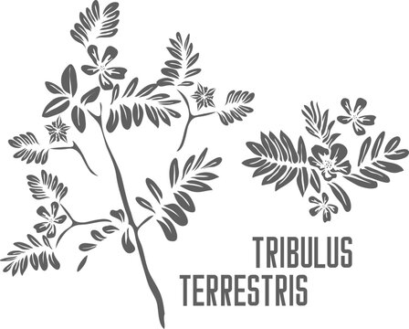 Tribulus flowers and seeds vector silhouette. Tribulus terrestris medicinal herbal outline. Tribulus terrestris In Line for pharmaceuticals and coocking. Set of outline Tribulus terrestris plant.