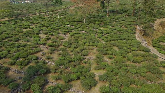 Drone shot or motion shot of tea garden.