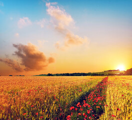 Moving beautiful spring landscape with the path of poppies in a wheat field against a background of...
