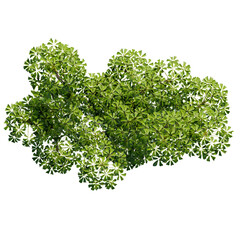Obraz premium tree top view isolated on white png